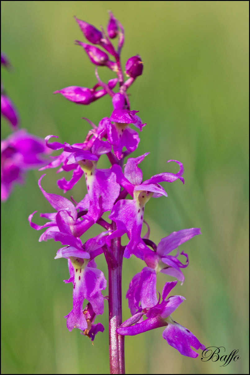 Orchis mascula subsp. speciosa